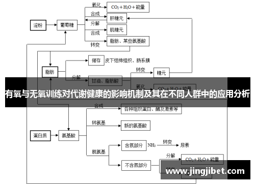 有氧与无氧训练对代谢健康的影响机制及其在不同人群中的应用分析
